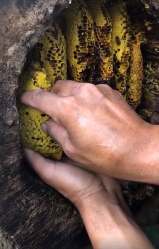 Çin'de bal toplama teknikleri