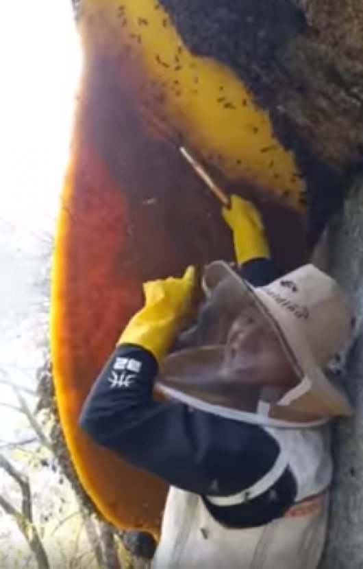 Çin'de bal toplama teknikleri