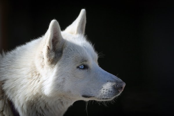 Van Gevaş'ta beslenen Sibirya kurdu