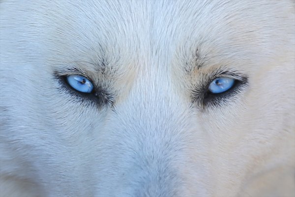 Van Gevaş'ta beslenen Sibirya kurdu