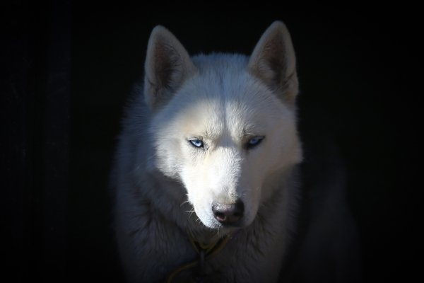 Van Gevaş'ta beslenen Sibirya kurdu