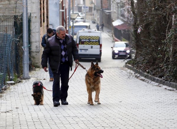 a Dükkanını iki köpekle paylaşan ayakkabı tamircisi