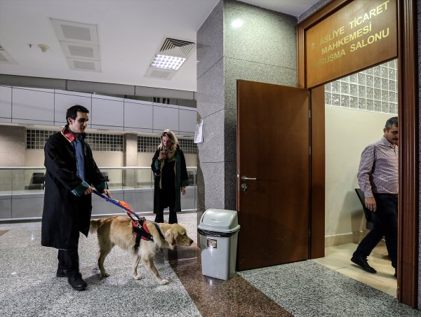 Görme engelli avukatın yoldaşı: Rehber köpek Tabs