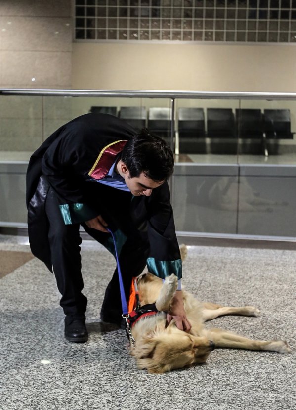 Görme engelli avukatın yoldaşı: Rehber köpek Tabs