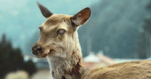 Zombi geyikler tehlike saçıyor