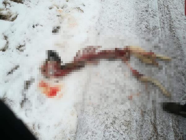 Kurtlar saldırdıkları Kangal'ı paramparça etti