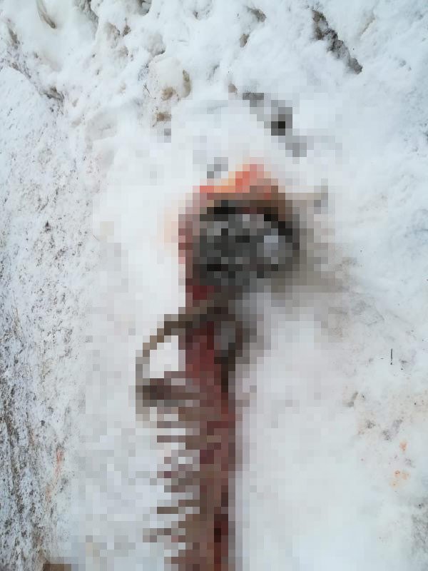 d Kurtlar saldırdıkları Kangal'ı paramparça etti