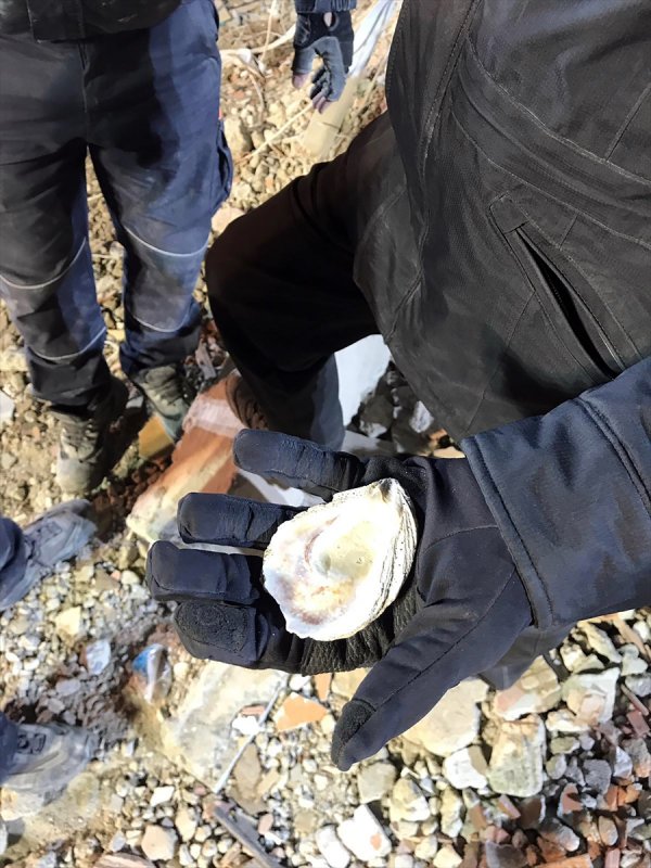 a Kartal'da çöken binada kullanılan deniz kabukları