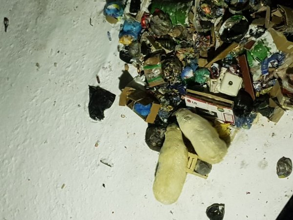 i Rusya’da kutup ayıları kente indi