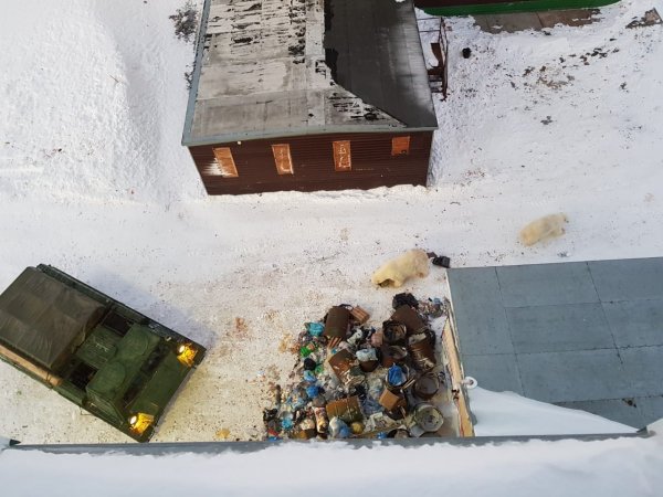 i Rusya’da kutup ayıları kente indi