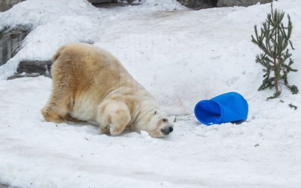 Rusya’da kutup ayıları kente indi