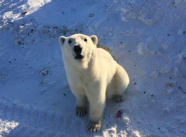 i Rusya’da kutup ayıları kente indi