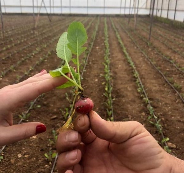 Alkoçlar kardeşler sera işine girdi