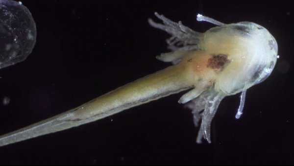 Semenderin yumurta içerisindeki gelişimi