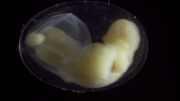 Semenderin yumurta içerisindeki gelişimi