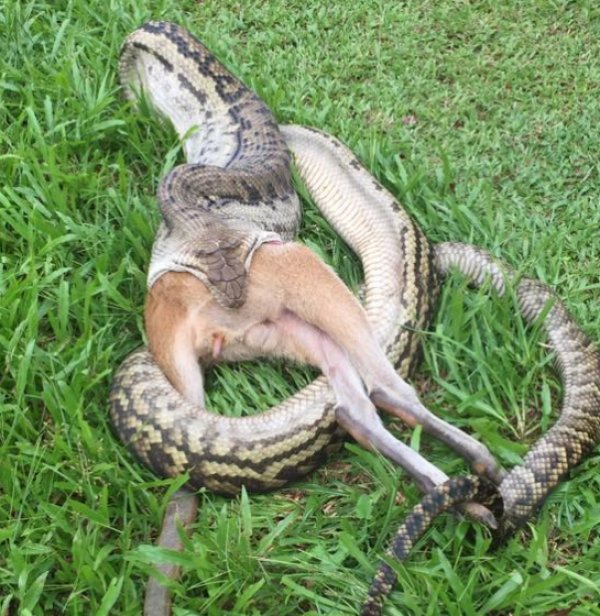 Avustralya'da dev yılan kanguruyu yuttu