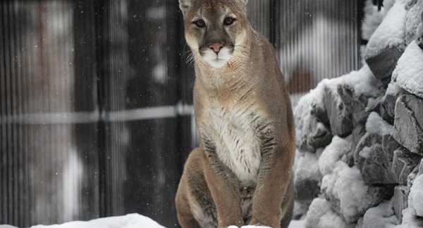 Kendisine saldıran dağ aslanını silahsız öldürdü