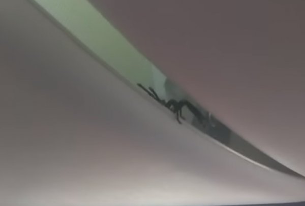 Endonezya'da uçakta akrep paniği