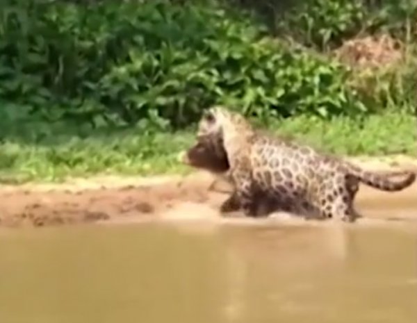 Jaguarın kolay timsah avı