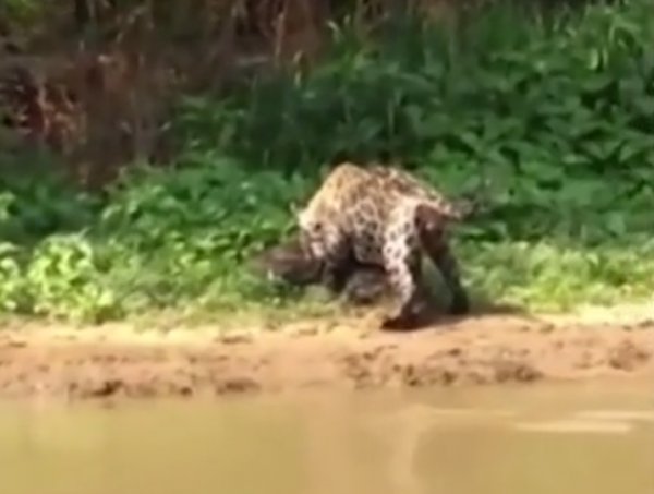 Jaguarın kolay timsah avı