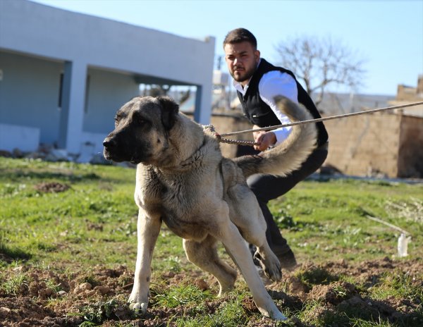 Kurtboğanlar'ın genetiği incelenecek