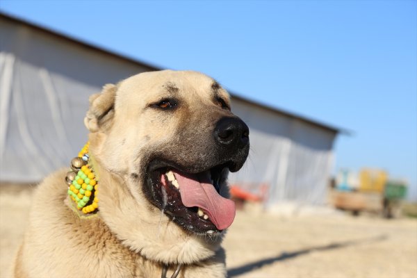Kurtboğanlar'ın genetiği incelenecek