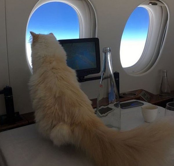 Moda ikonu tüm mirasını kedisine bıraktı