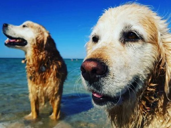 Köpeklerini kendisi gibi vegan yaptı