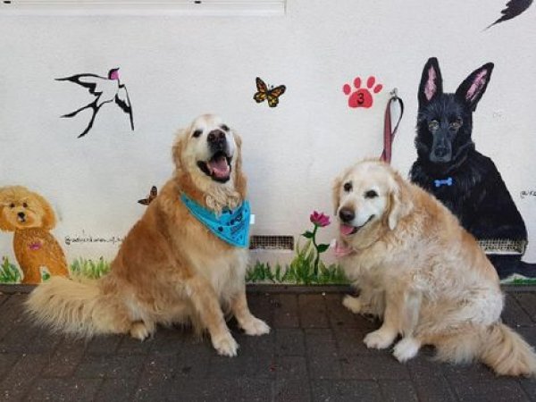 Köpeklerini kendisi gibi vegan yaptı