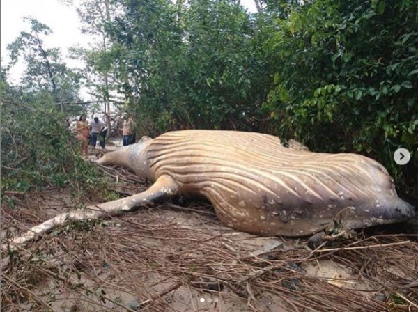 Ormanda ölü bulunan balina incelemeye alındı