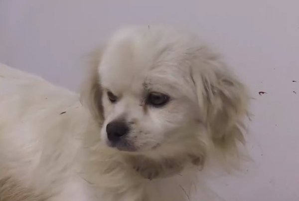 Ön ayakları üzerinde yaşama tutundu