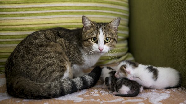 a Doğumunu yaptırdığı kediyi ve yavrularını sahiplendi