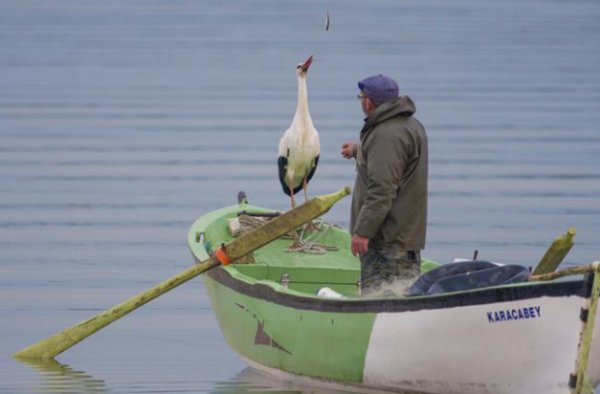 Leylek Yaren bu yıl beklenenden erken geldi