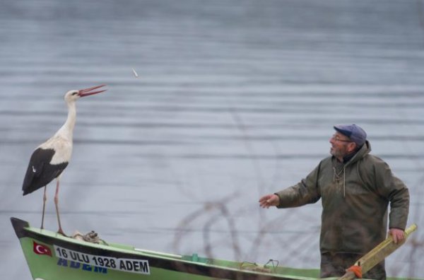 Leylek Yaren bu yıl beklenenden erken geldi