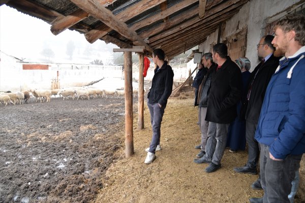 Bilecik'te koyunları sertifikalı çobanlar güdecek
