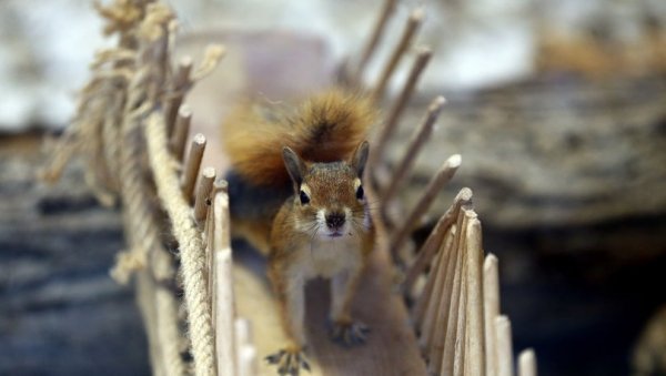 Kereste atölyesinde kesilmekten kurtulan sincaplar