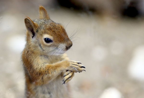 Kereste atölyesinde kesilmekten kurtulan sincaplar