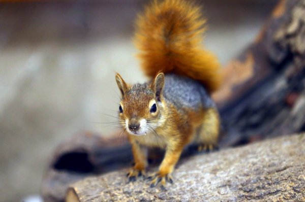 Kereste atölyesinde kesilmekten kurtulan sincaplar
