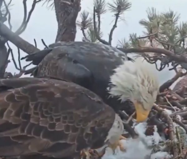 Yumurtlayan kartalın inanılmaz tepkisi