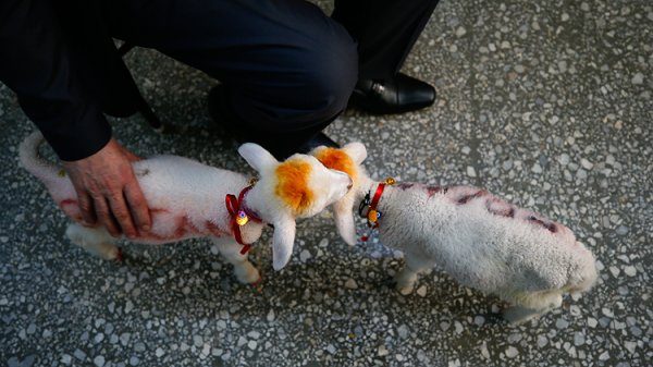 İkiz kuzulara bebek gibi bakıyor