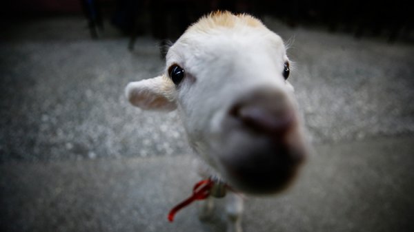İkiz kuzulara bebek gibi bakıyor