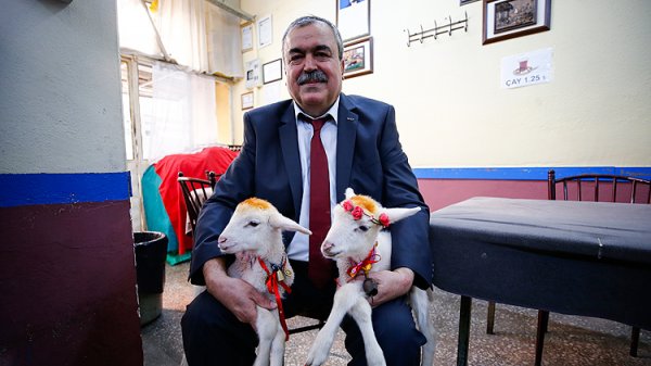 İkiz kuzulara bebek gibi bakıyor