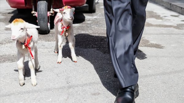 İkiz kuzulara bebek gibi bakıyor