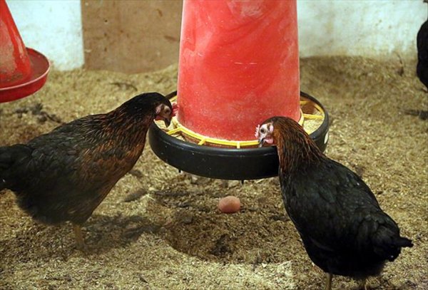 a Yerli tavuk: ATAK-S