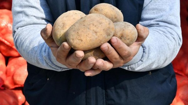 Patates fiyatları yarı yarıya düştü