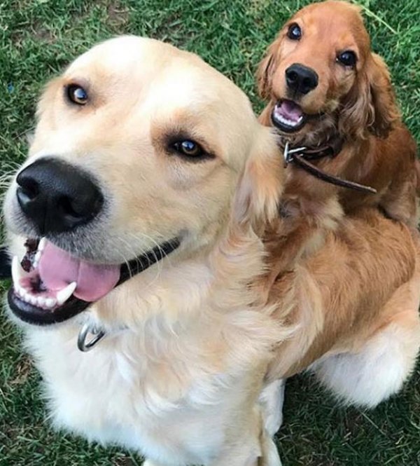 Burak Deniz'in dudağını köpek ısırdı