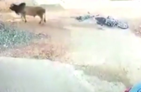 Hindistan'da boğanın çarptığı motosikletli öldü