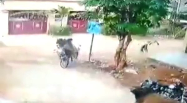 Hindistan'da boğanın çarptığı motosikletli öldü