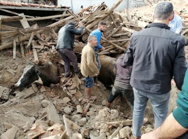 i Depremde ahır çöktü, inekler enkaz altında kaldı