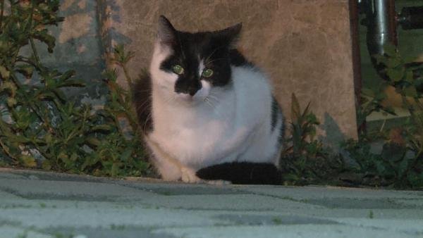 Hayvan kulübelerini tekmeleyerek kaldırdı